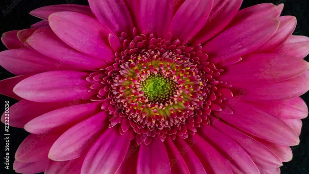 Vibrant Pink Gerbera Daisy Flower Blooming Closeup Time Lapse Vibrant Pink Gerbera Daisy Flower Blooming Closeup Time Lapse