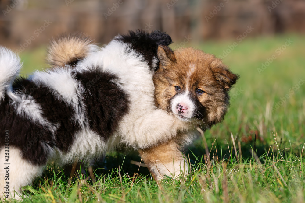 two Elo puppies are playing on the meadow two Elo puppies are playing on the meadow