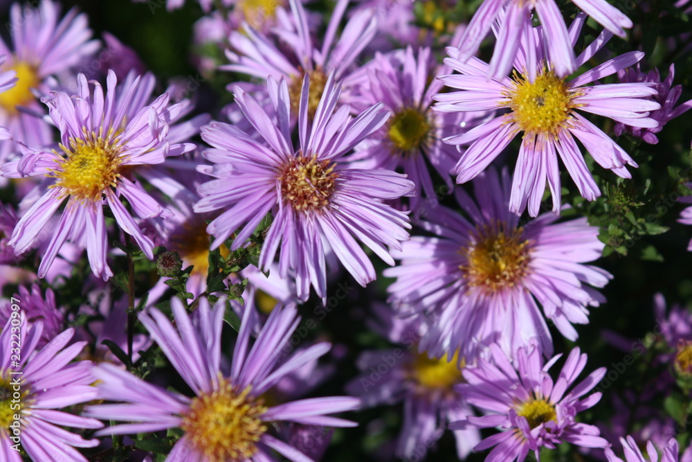 Obraz premium Astern