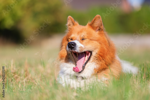 portrait of an Elo dog lying on the meadow © Christian Müller