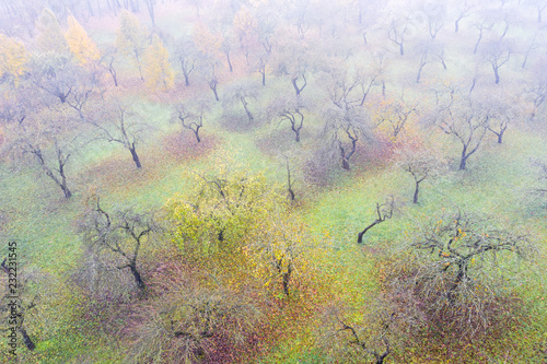 apple orchard in morning fog. tree full of yellow apples standing in the countryside orchard