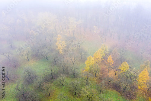 apple orchard in foggy weather. autumn landscape with fog. aerial view
