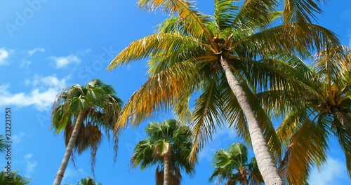 Wallpaper Mural keybisc palms plane pass above 7 Torontodigital.ca