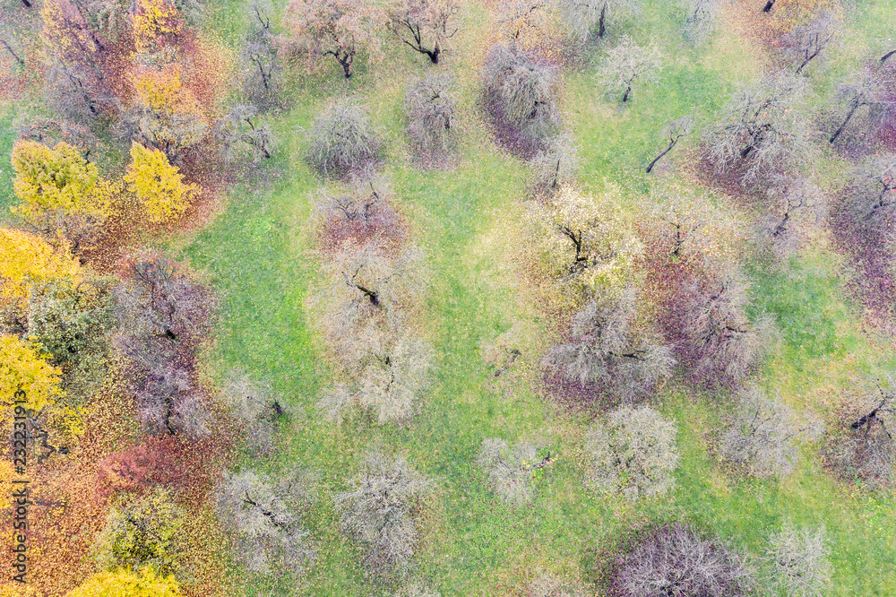 aerial top view of landscape with apple trees without leaves in autumn orchard. fall season