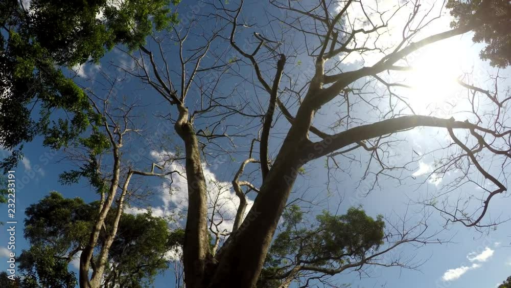 Underside view of Trees and vegetation on mountain reserve forest. Low angle tracking shot