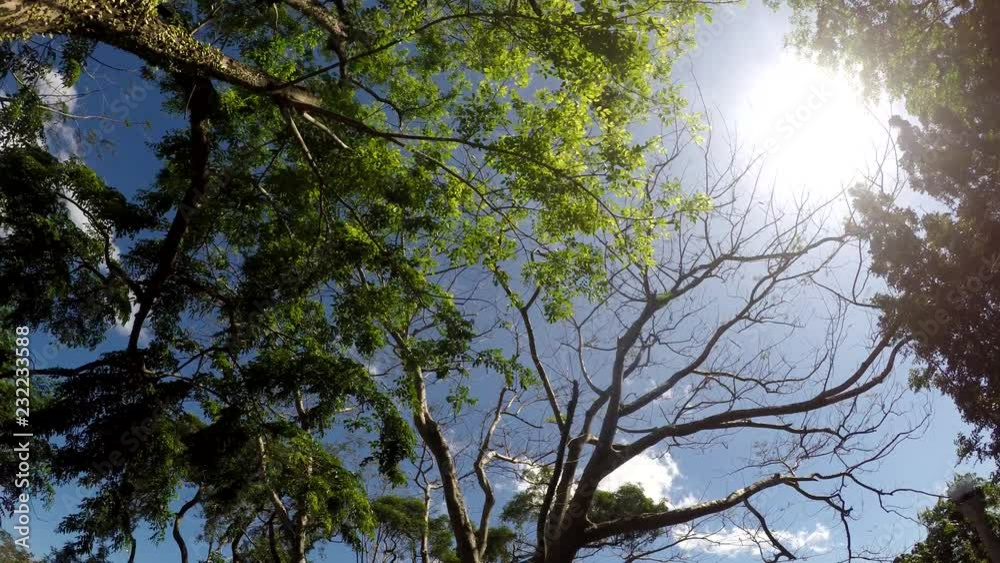 Underside view of Trees and vegetation on mountain reserve forest. Low angle tracking shot Underside view of Trees and vegetation on mountain reserve forest. Low angle tracking shot