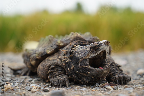 Alligator Snapping Turtle