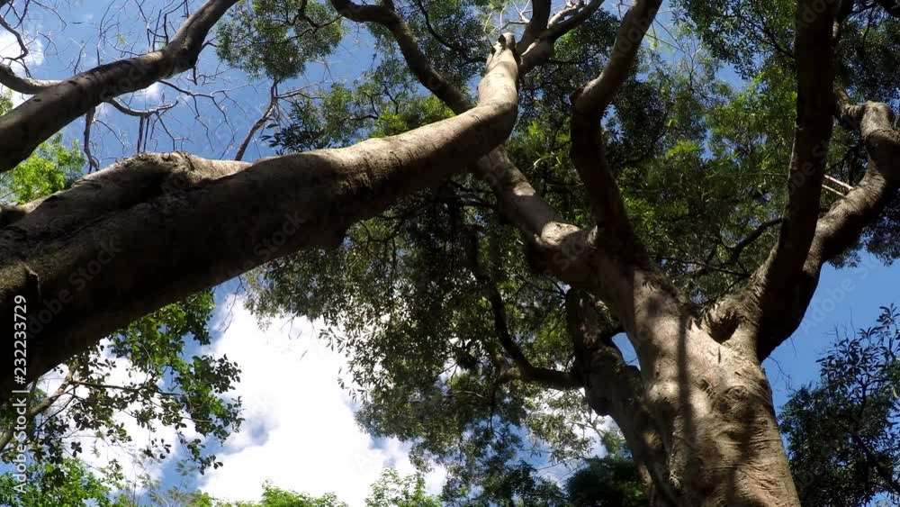 Underside view of Trees and vegetation on mountain reserve forest. Low angle rotating shot Underside view of Trees and vegetation on mountain reserve forest. Low angle rotating shot
