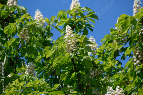 Spring blossoming chestnut tree flowers. Aesculus hippocastanum blossom of horse-chestnut tree photo