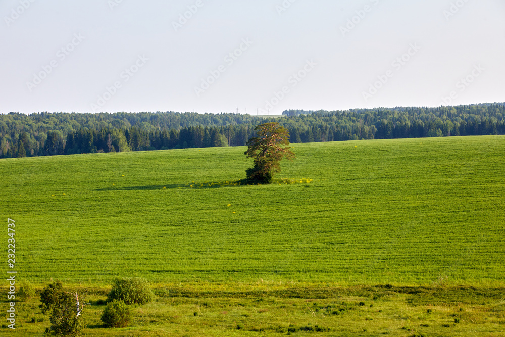 Beautiful summer landscape with field and flowers. Green landscape lit by the sun at sunset. Europe