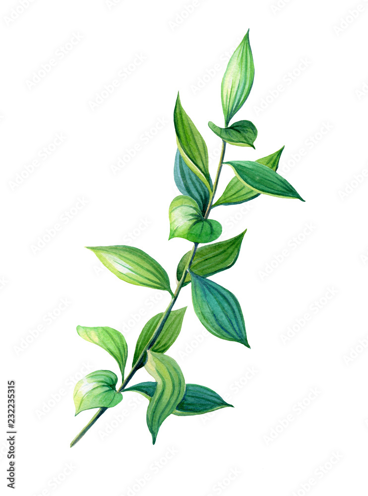 Green twig in realistic style on white background.