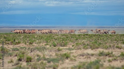 Bactrian camels  running in mongolian desert with lake Durgen Nuur on background. Western Mongolia. photo