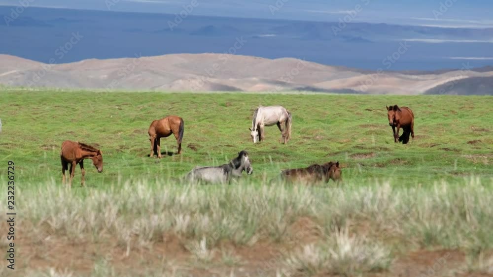 Herd of horses graze on meadow in oasis near mongolian sand desert Mongol Els. Govi-Altay, Mongolia Herd of horses graze on meadow in oasis near mongolian sand desert Mongol Els. Govi-Altay, Mongolia