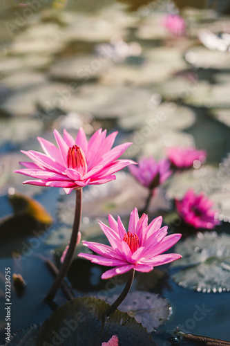 The close up pink lotus on the water and leaf background in Thailand.