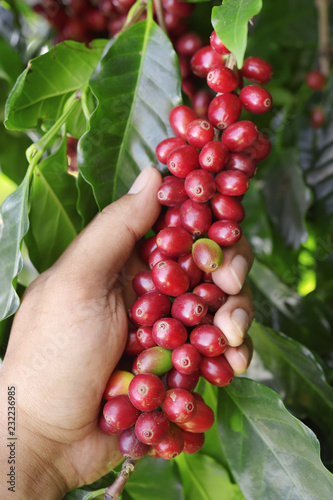 Coffee beans ripening on a tree.