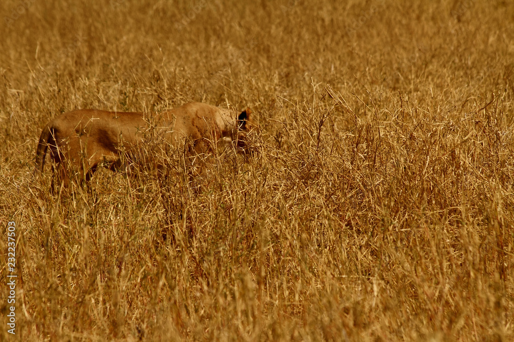 Lioness Hiding in Savannah Grass Lioness Hiding in Savannah Grass