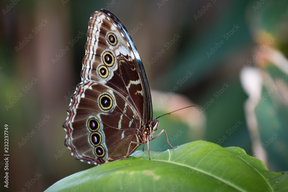 Naklejka premium Morpho Peleides