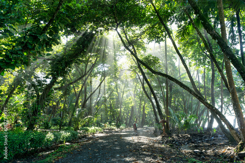 Fototapeta Naklejka Na Ścianę i Meble -  Sun Rays Shine Through Jungle Rain Forest in Osa Peninsula, Costa Rica