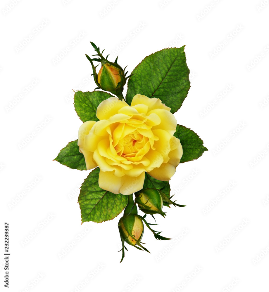 Obraz premium Yellow rose flowers and buds in a floral arrangement