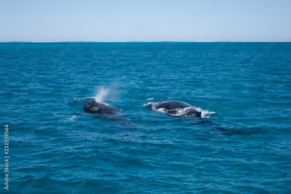 Humpback whale mother and calf on surface of ocean, Coral Bay Australia 