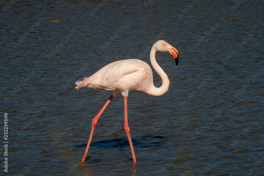 Greater flamingo in water in Camargue National Park, France