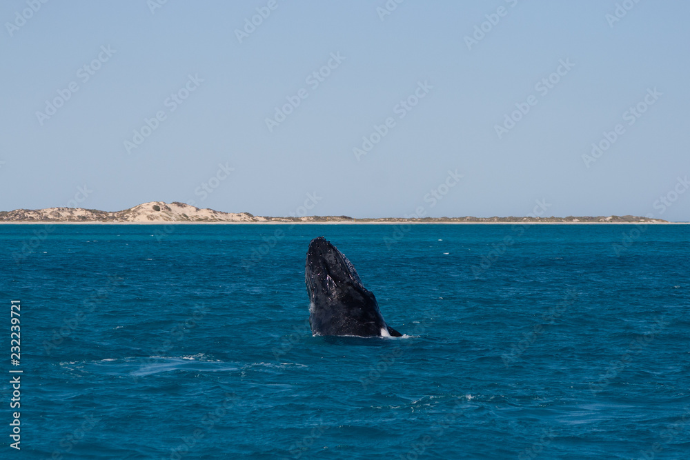 Fototapeta premium Humbak szpieg skacze na powierzchni oceanu z wybrzeżem w tle, Coral Bay, Australia Zachodnia, Australia