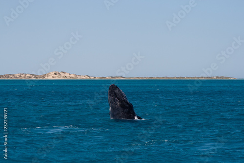 Humpback whale spy hopping on ocean surface with coast in background, Coral Bay, Western Australia, Australia 