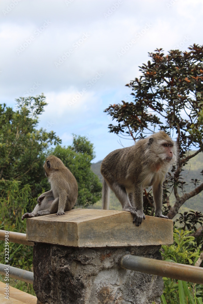 Naklejka premium Affen
