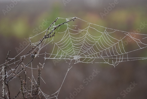 Spinnennetz mit Tautropfen im Morgennebel an einem Herbsttag
