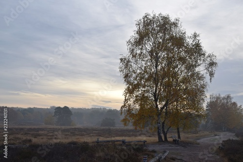 Heidelandschaft mit Wacholdersträuchern und Birken im Herbst