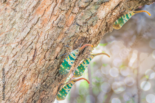 Abstract soft blurred and soft focus of , Lanternflies , Lantern Bugs, Fulgorid bug on longan branches with the bokeh,beam light and lens flare effect tone background. photo