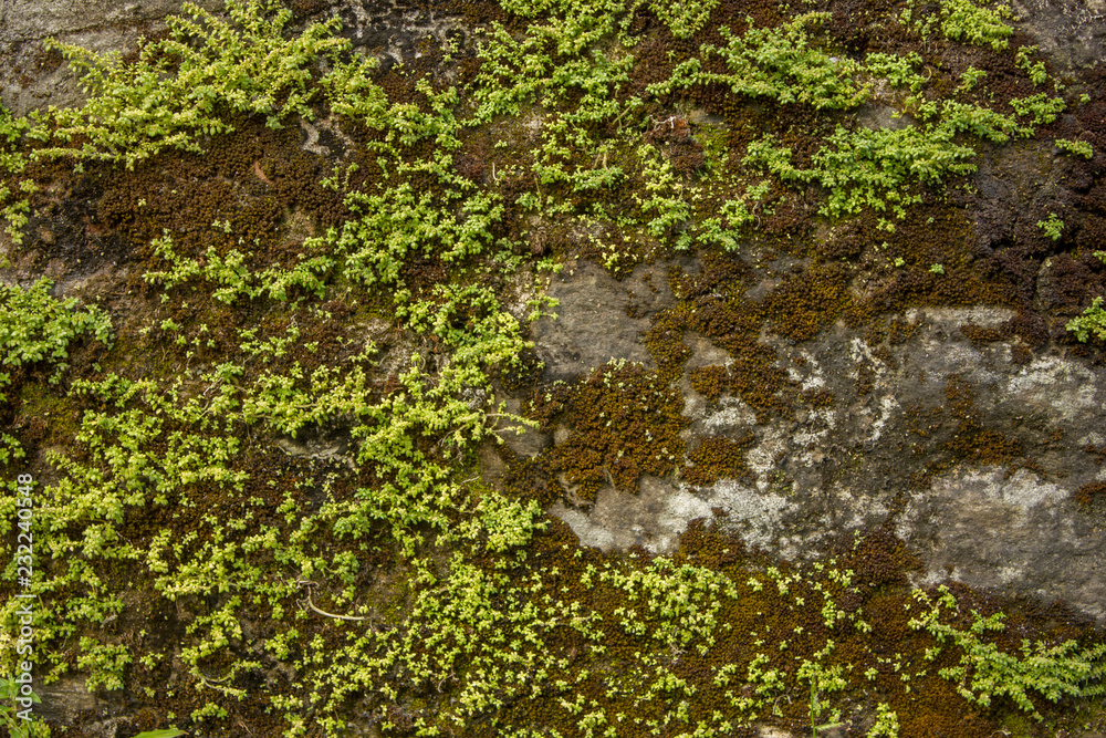 natural stone wall with abundant green moss and vegetation. natural texture natural stone wall with abundant green moss and vegetation. natural texture