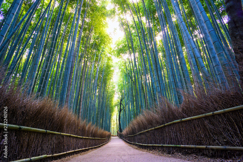 Pathway through Arashiyama Bamboo Forest Grove, Kyoto Prefecture, Japan 