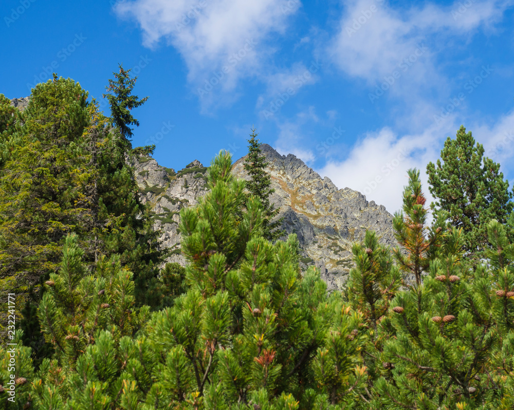 Beautiful sharp mountain peaks with pine trees, High Tatras mountain, Slovakia, late summer sunny day, blue sky background