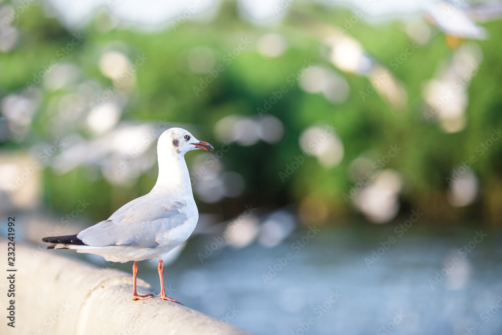 The gulls, flying on the wooden floor, bridges, flying, food from the hands of visitors, wings spread, and flying activities, are the natural beauties of the popular poultry. seasonal The gulls, flying on the wooden floor, bridges, flying, food from the hands of visitors, wings spread, and flying activities, are the natural beauties of the popular poultry. seasonal