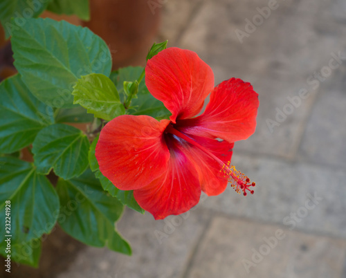 blooming red geranium pelargonium flower head close up on cobble stone background, selective focus photo