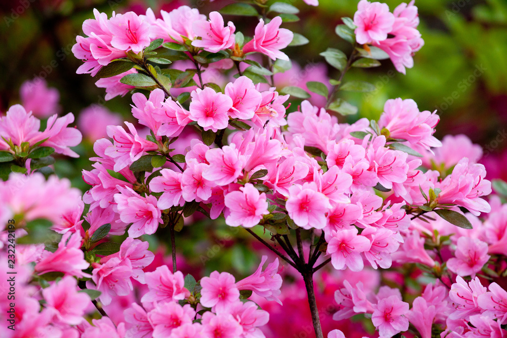 Bright pink rhododendron flowers (azalea flowers) Bright pink rhododendron flowers (azalea flowers)