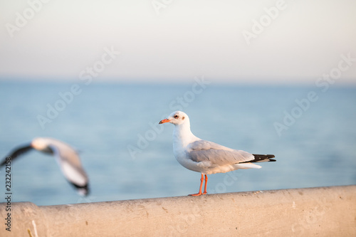 The gulls, flying on the wooden floor, bridges, flying, food from the hands of visitors, wings spread, and flying activities, are the natural beauties of the popular poultry. seasonal