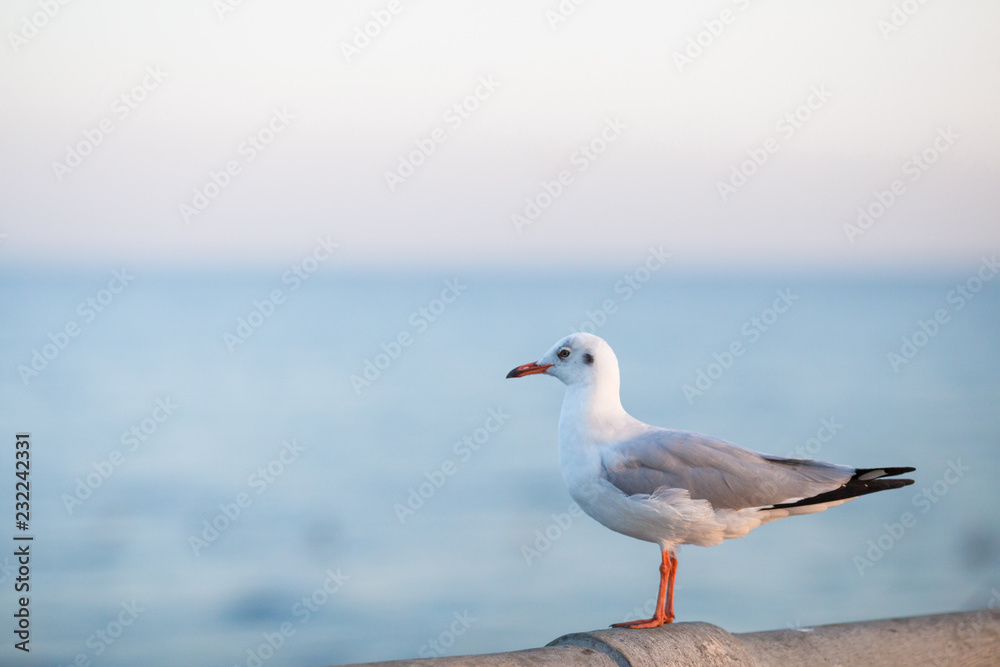 The gulls, flying on the wooden floor, bridges, flying, food from the hands of visitors, wings spread, and flying activities, are the natural beauties of the popular poultry. seasonal The gulls, flying on the wooden floor, bridges, flying, food from the hands of visitors, wings spread, and flying activities, are the natural beauties of the popular poultry. seasonal