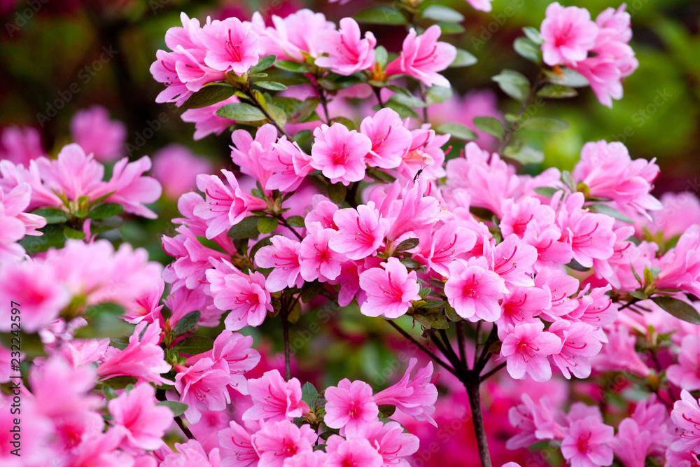 Bright pink rhododendron flowers (azalea flowers) Bright pink rhododendron flowers (azalea flowers)