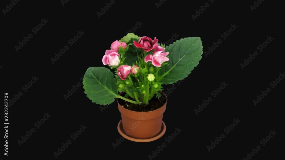 Time-lapse of blooming red gloxinia flower 4a1 in PNG+ format with ALPHA transparency channel isolated on black background Time-lapse of blooming red gloxinia flower 4a1 in PNG+ format with ALPHA transparency channel isolated on black background