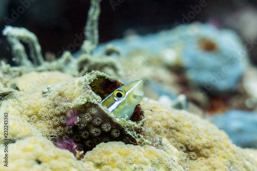 Happy Fish! Striped Fang Blenny, Sipadan, Malaysia photo