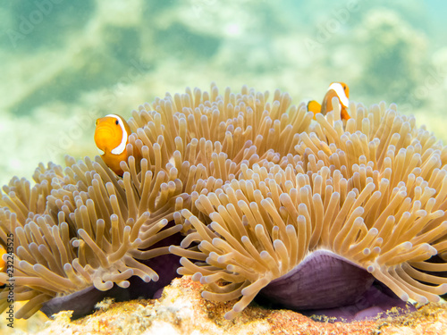 Clownfish (anemonefish) - Perhentian Islands, Malaysia