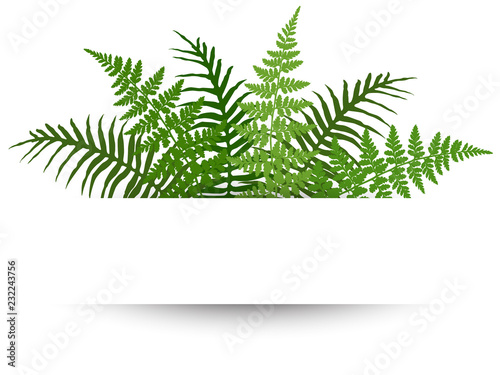 Fern frond frame vector illustration. Polypodiophyta plant leaves decoration on white background. Detailed bracken fern drawing, tropical forest herbs, fern frond grass card border.
