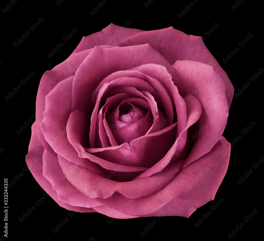 Pink rose on the black isolated background with clipping path. no shadows. Closeup. Nature.. Pink rose on the black isolated background with clipping path. no shadows. Closeup. Nature..