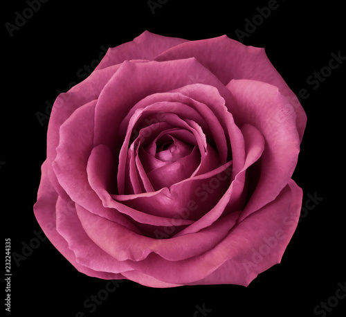 Pink rose on the black isolated background with clipping path. no shadows. Closeup. Nature..
