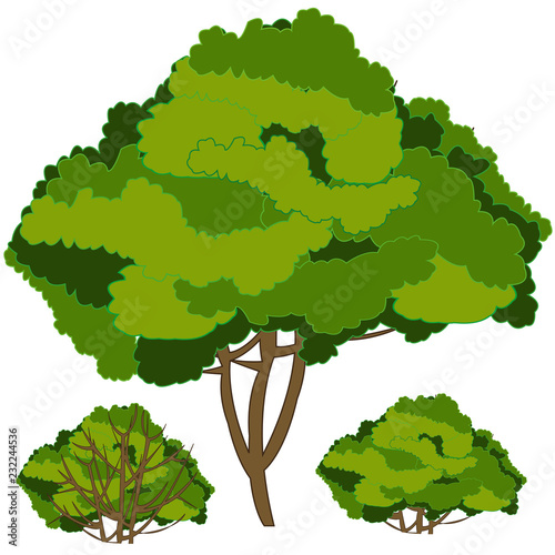 Green shrubberies on white background is insulated