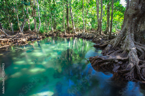 Krabi -Tha Pom Klong Song Nam  is an ecological study area to learn about the integrity of nature both in terms of groundwater and vegetation.It can grow both in water and on the soil clear greenwater