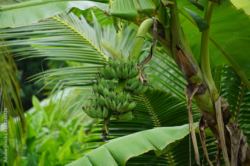 Obraz premium Raw Banana bunch on banana tree in Thailand.