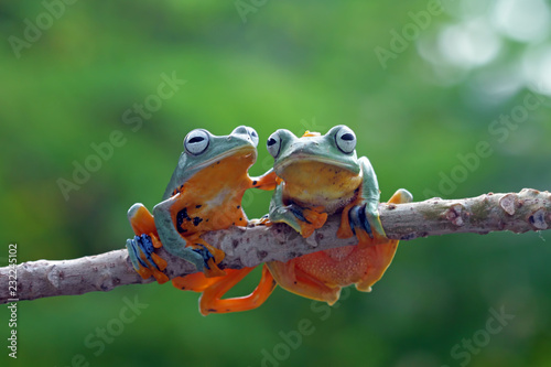 friendship of tree frogs, flying frog, java tree frog